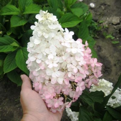 Гортензия метельчатая Ванилла Фрейз фото