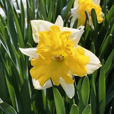 Нарцисс Шантерель Нарцисс Шантерель фото