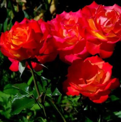 Роза Гискурс Роза Гискурс фото