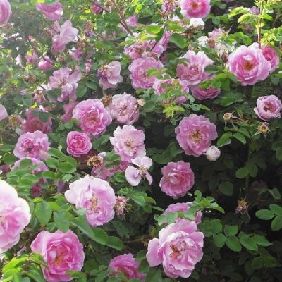 Роза Тереза Багнет Роза Тереза Багнет - Dolina-Sad.Ru