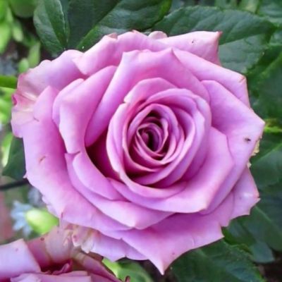 Роза Кул Вотэ Роза Кул Вотэ - Dolina-Sad.Ru