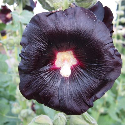 Шток-Роза Нигра Шток-Роза Нигра - Dolina-Sad.Ru