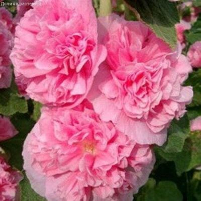 Мальва Яблоневый цвет Мальва Яблоневый цвет фото