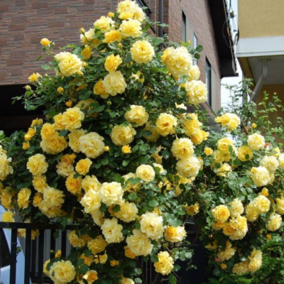 Роза Голден Шауэрс Роза Голден Шауэрс фото