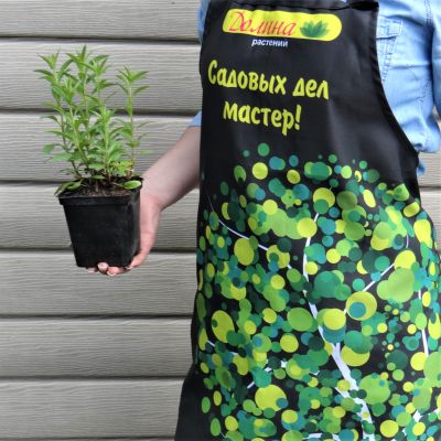 Вероника колосистая Устер Дварф Блю Вероника колосистая Устер Дварф Блю фото