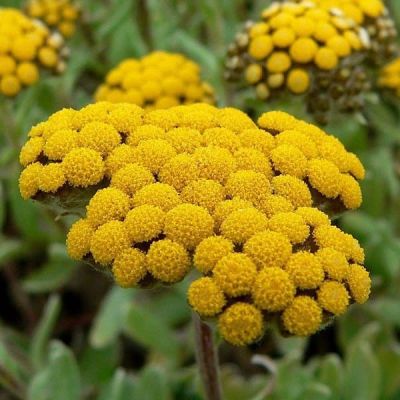 Бессмертник песчаный фото