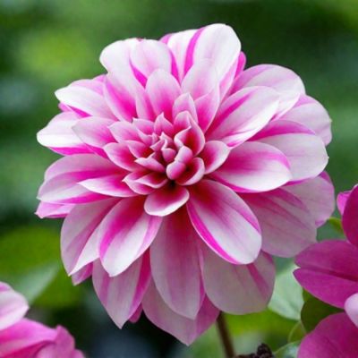 Георгина Принцесс Пинк Георгина Принцесс Пинк - Dolina-Sad.Ru