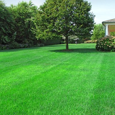 Газонная трава Изумрудная поляна универсальный газон, 100 гр Газонная трава Изумрудная поляна универсальный газон, 100 гр - Dolina-Sad.Ru