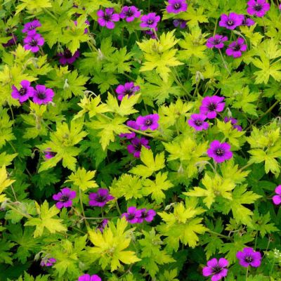 Герань гибридная Анн Фолкард Герань гибридная Анн Фолкард - Dolina-Sad.Ru