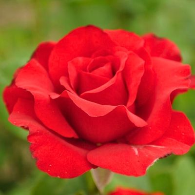 Роза Мадена Роза Мадена - Dolina-Sad.Ru