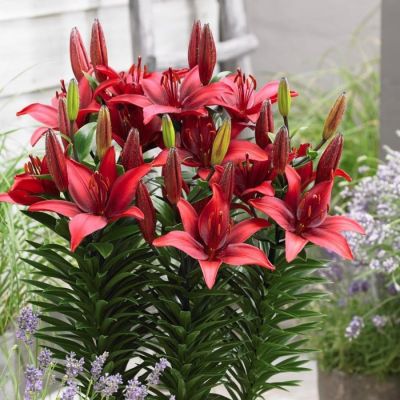 Лилия Каволи Лилия Каволи - Dolina-Sad.Ru