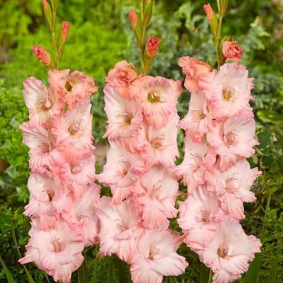 Гладиолус Найтмэр - Dolina-Sad.Ru