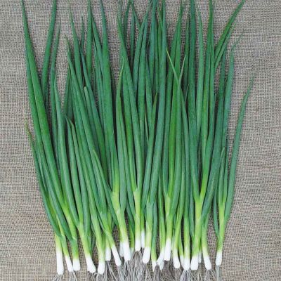 ЛУК НА ЗЕЛЕНЬ САЛАТНЫЙ ЛУК НА ЗЕЛЕНЬ САЛАТНЫЙ - Dolina-Sad.Ru