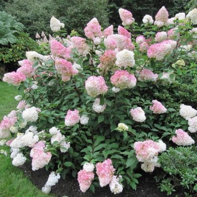 Гортензия метельчатая Ванилла Фрейз фото