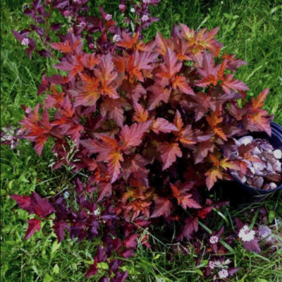 Пузыреплодник Маленький Ангел Пузыреплодник Маленький Ангел фото