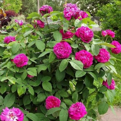 Роза Роуз Де Решт Роза Роуз Де Решт - Dolina-Sad.Ru