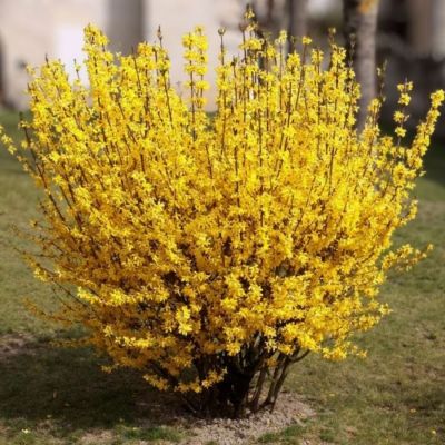 Форзиция промежуточная Уикенд, С3 - Dolina-Sad.Ru