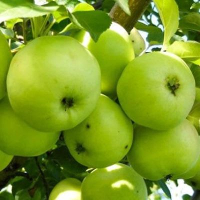 Яблоня Антоновка/Зимняя Яблоня Антоновка/Зимняя фото