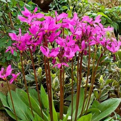 Додекатеон Квин Виктория - Dolina-Sad.Ru