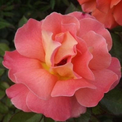 Роза Метанойя Роза Метанойя - Dolina-Sad.Ru