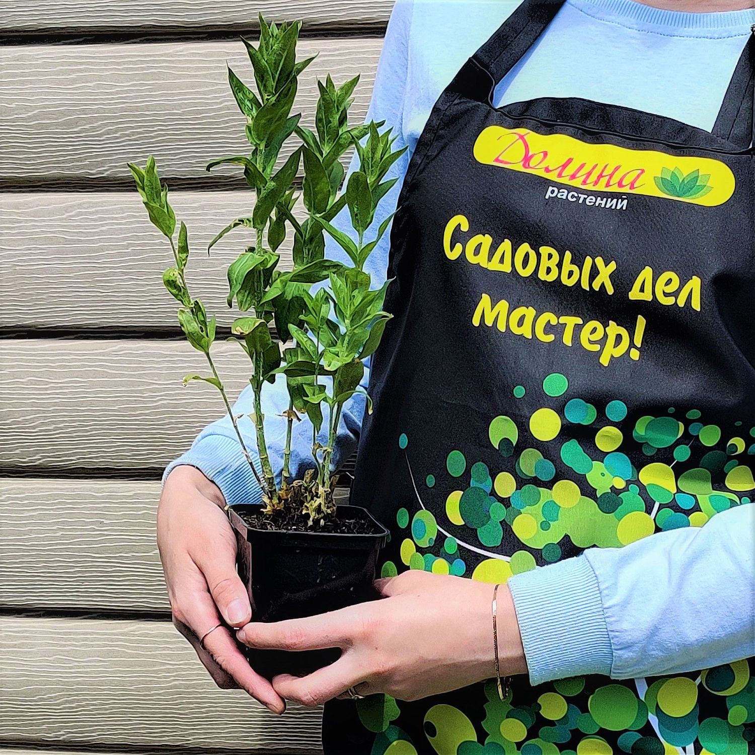 Лобелия сифилитическая Ред Лобелия сифилитическая Ред фото