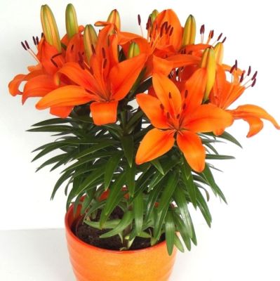 Лилия Фантазиатик Оранж Лилия Фантазиатик Оранж фото