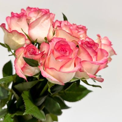 Роза Джумилия в горшке - Dolina-Sad.Ru