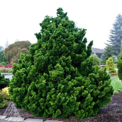 Кипарисовик туполистный Нана Грацилис, С3 Кипарисовик туполистный Нана Грацилис, С3 - Dolina-Sad.Ru