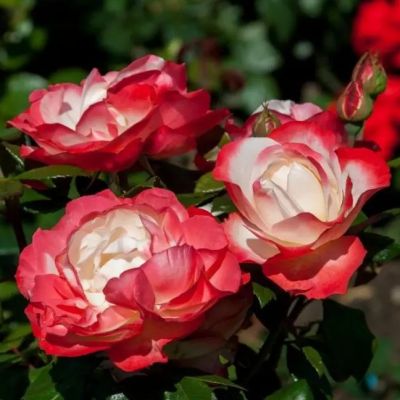 Роза Штамбовая Ностальжи Роза Штамбовая Ностальжи - Dolina-Sad.Ru