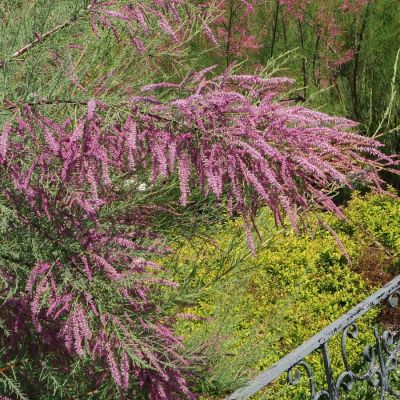 Гребенщик ветвистый, С3 - Dolina-Sad.Ru