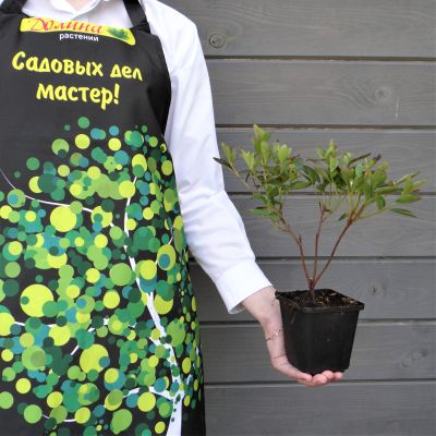 Рододендрон Кристен Бигер Рододендрон Кристен Бигер фото