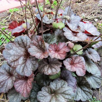 Гейхера Марс Гейхера Марс - Dolina-Sad.Ru