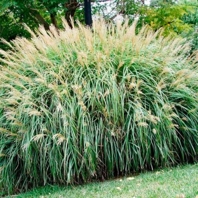 Мискантус китайский Адажио Мискантус китайский Адажио - Dolina-Sad.Ru