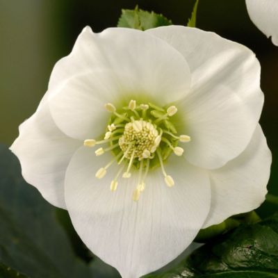 Морозник Претти Эллен Вайт - Dolina-Sad.Ru