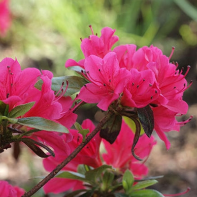 Рододендрон Казуко фото