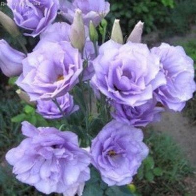 Эустома Эхо лавандовая F1 Эустома Эхо лавандовая F1 фото