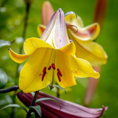 Лилия Голден Сплендор Лилия Голден Сплендор фото