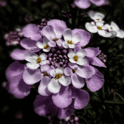 Иберис зонтичный Гранатовый лед Иберис зонтичный Гранатовый лед фото