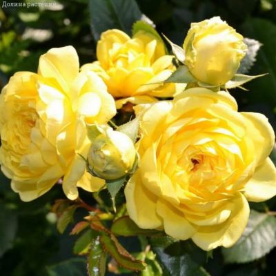 Роза Анни Дюпрей в горшке - Dolina-Sad.Ru