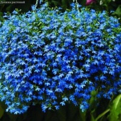 Лобелия Ниагара ампельная фото